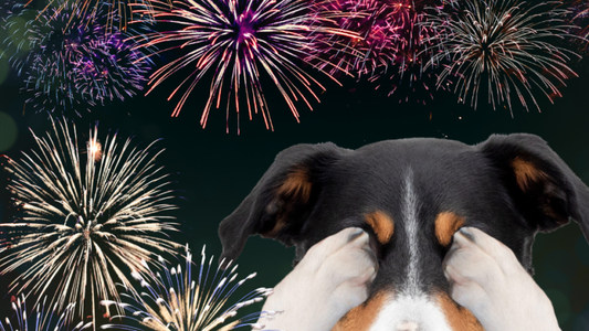 Why Enrichment Should Be Part of Your Fireworks Prep for Your Dog