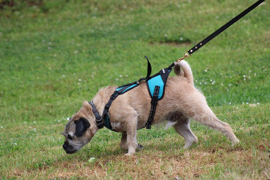 Enrichment is all around us — just ask your dog!