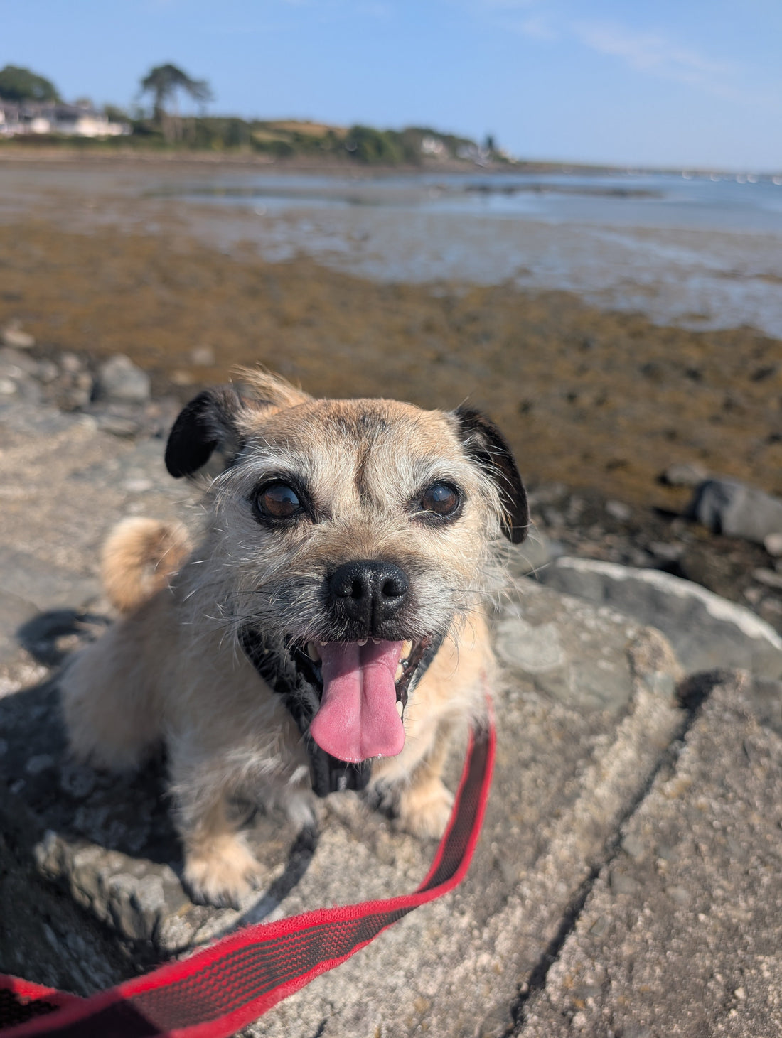 Non food enrichment for dogs