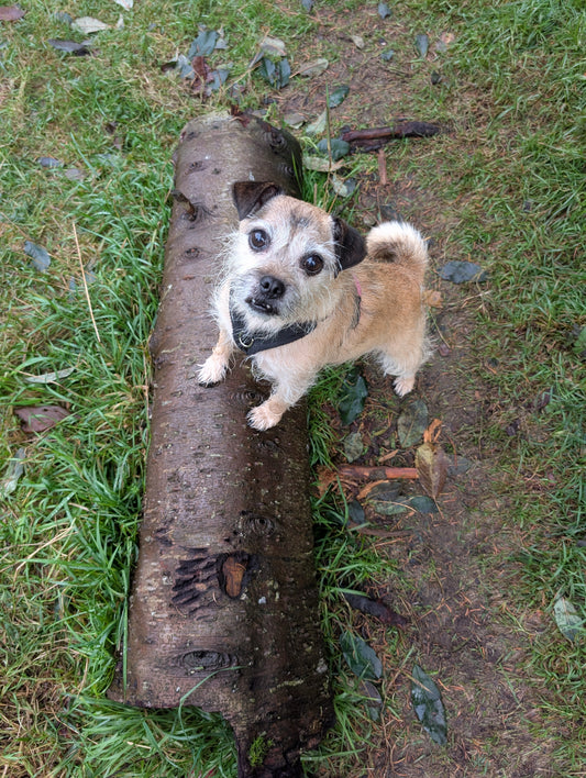 Why You Can’t Promote Enrichment While Supporting Aversive Training Methods