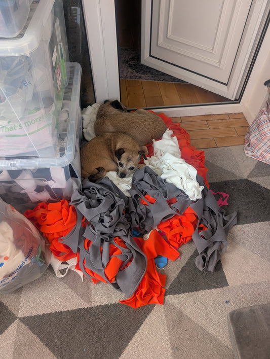 "A tired dog is a happy dog". Here's why that's not exactly true...
