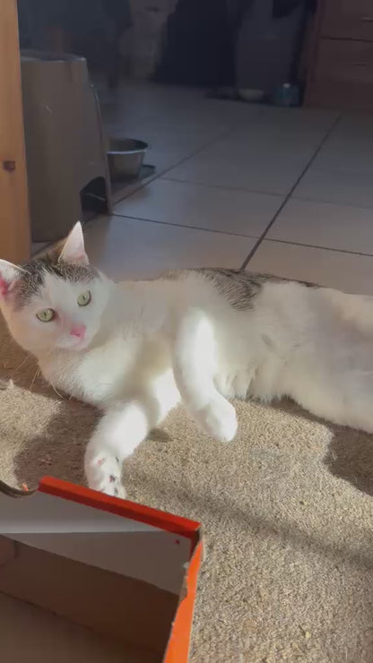 Matatabi cat kicker