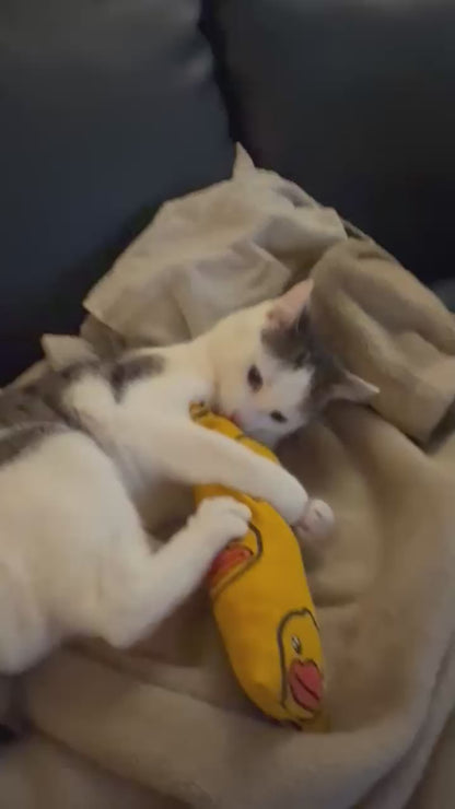 The kitty bundle